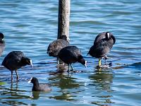 Bläßhühner auf überflutetem Bootssteg